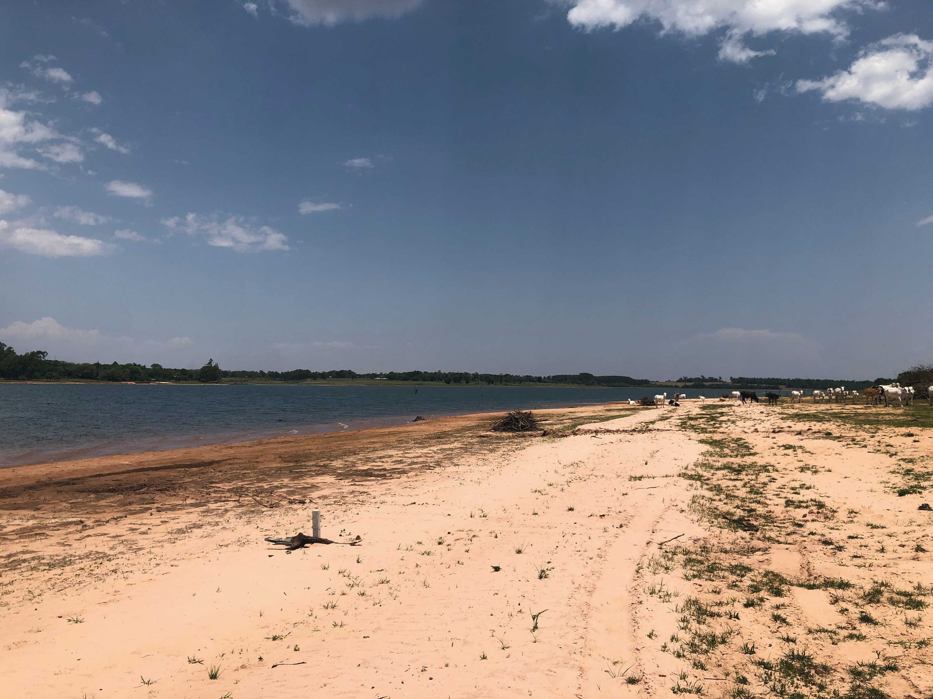 A pink sand beach on the lakeshore, with loose cattle walking along the water.