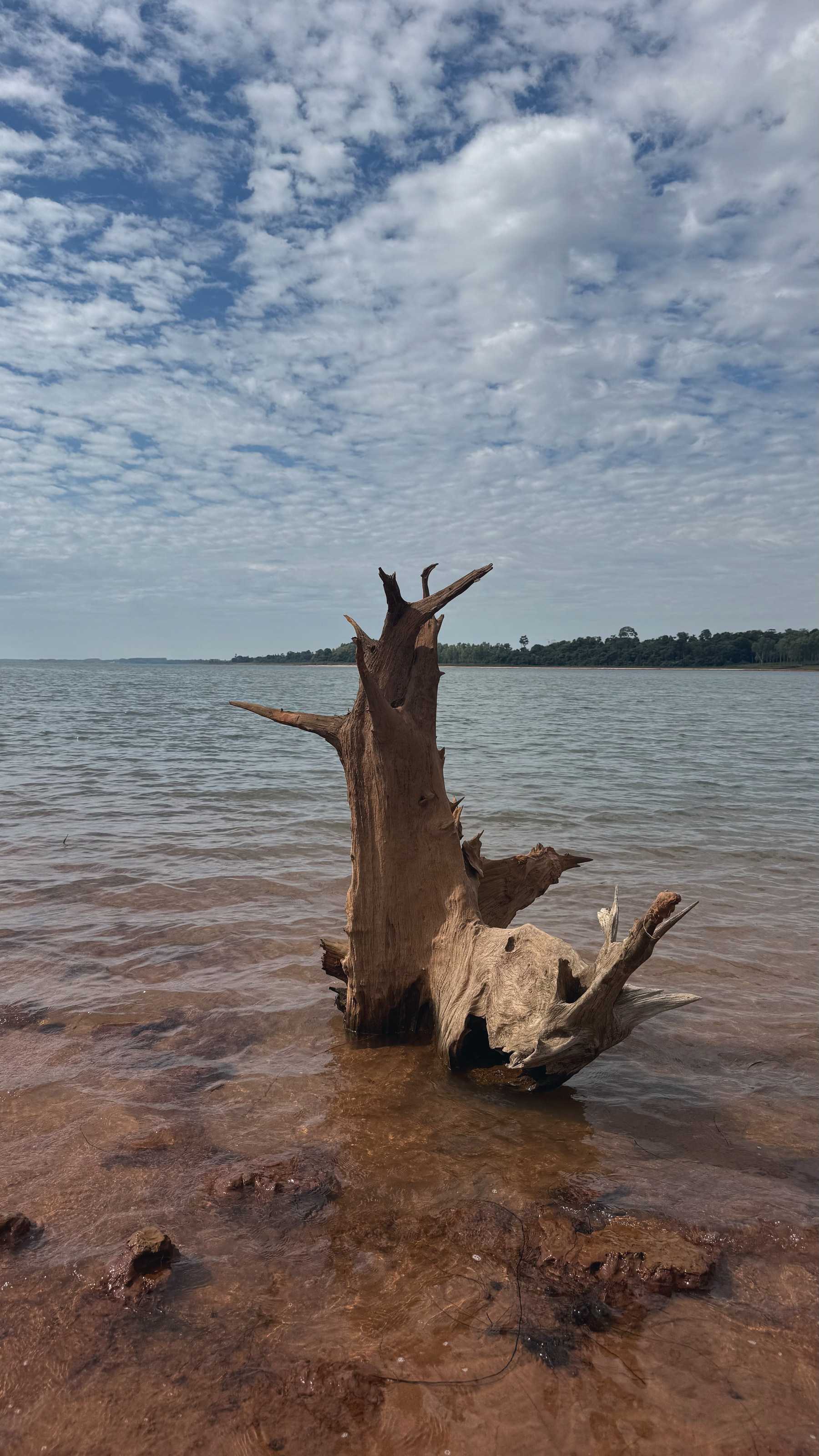 A weathered tree trunk rising from the water over the red earth shore.